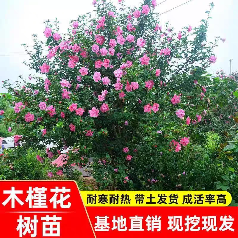 玫瑰木槿花重瓣树苗盆栽阳台庭院耐热抗寒四季开花