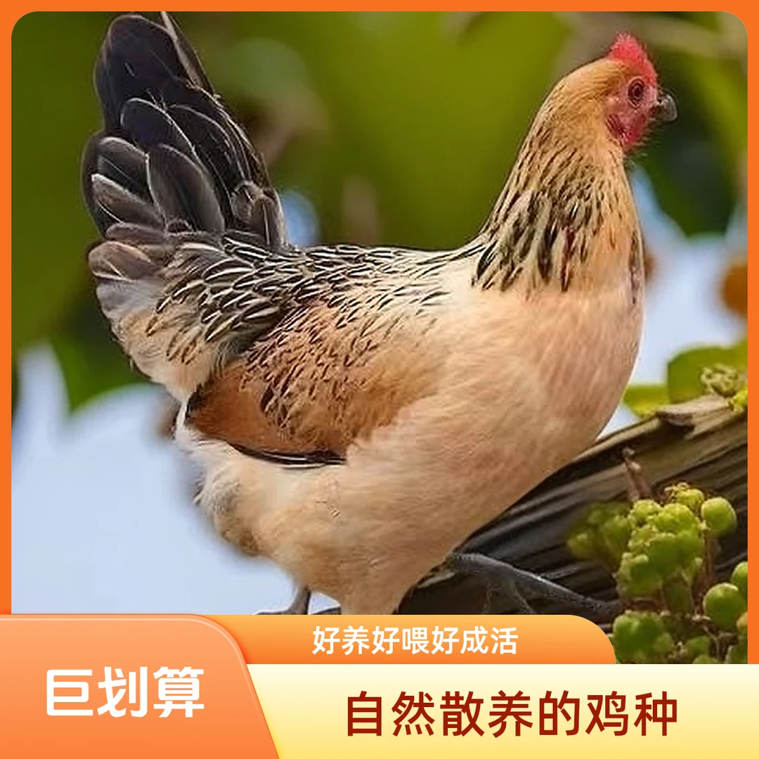 8两左右散养淮南草宠物鸡公母可选包邮到家