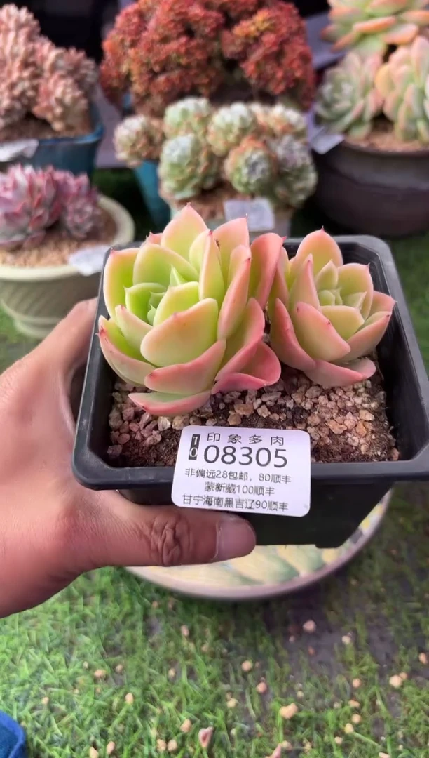 昆明印象多肉08305