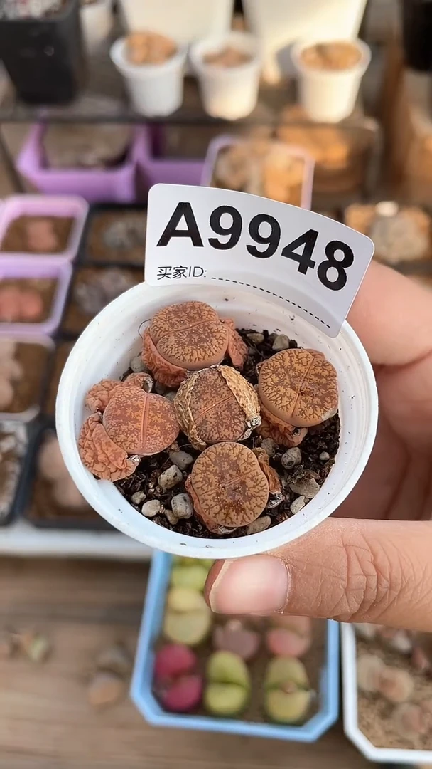 【闪购商品】9948直播一物一拍