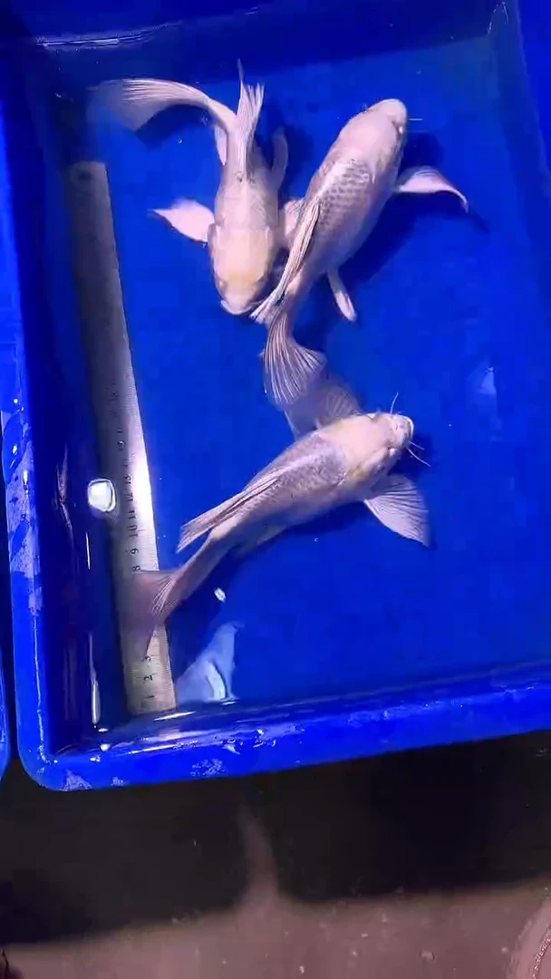 蝴蝶鲤鱼蝴蝶鲤直播选鱼专用链接 凭开箱视频售后