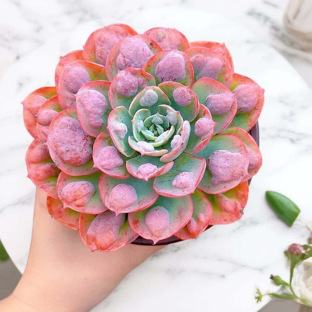 宝塔雨滴  带盆土发货  新手好养多肉植物