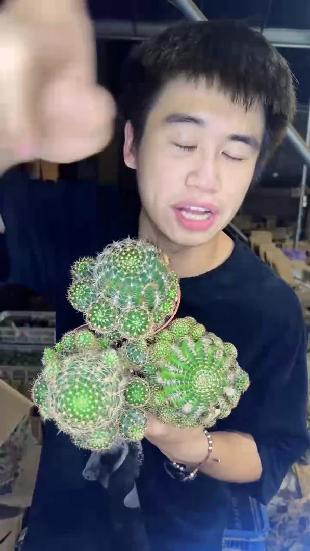 3颗 荷花 品种不指定 6-8cm