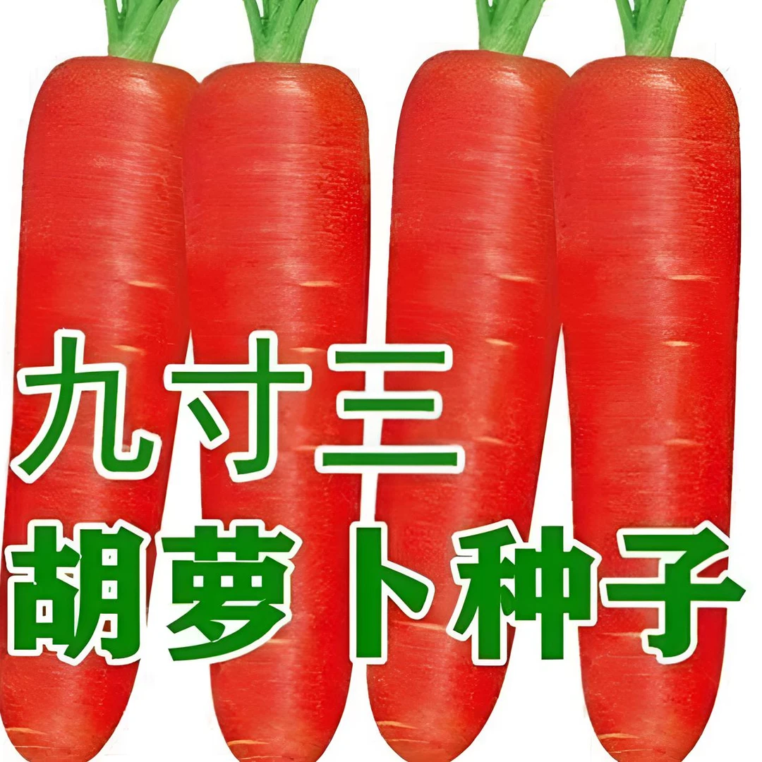 三红胡萝卜种子甜脆水果胡罗卜种子春秋四季蔬菜种子大全