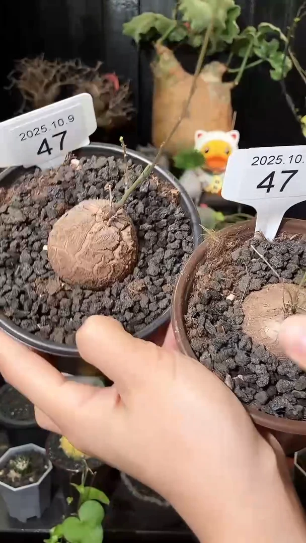 47号1009南非龟甲龙福利特价组合