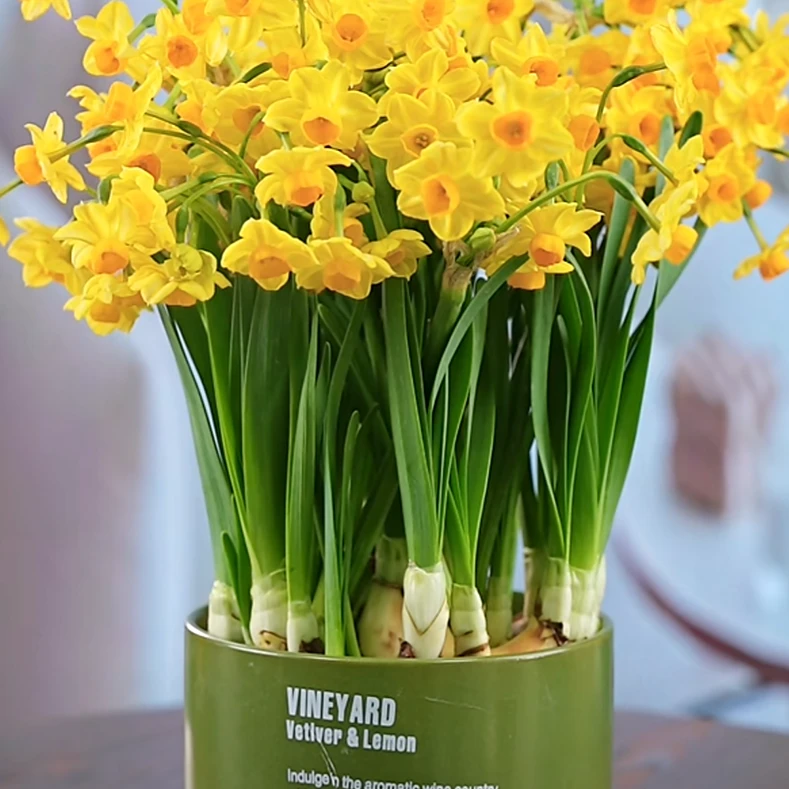 2【龙袍金水仙】漳州金水仙花种球带盆发货年宵花高档特级开花浓香