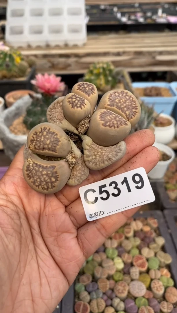 5319直播一物一拍