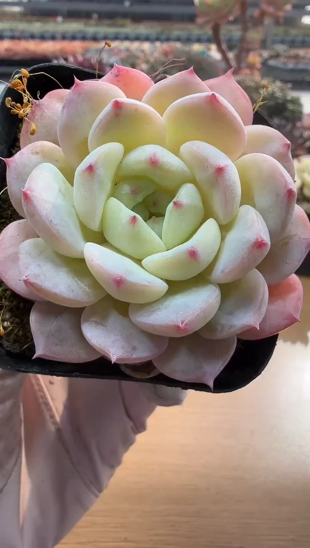 东云多肉园二店-160