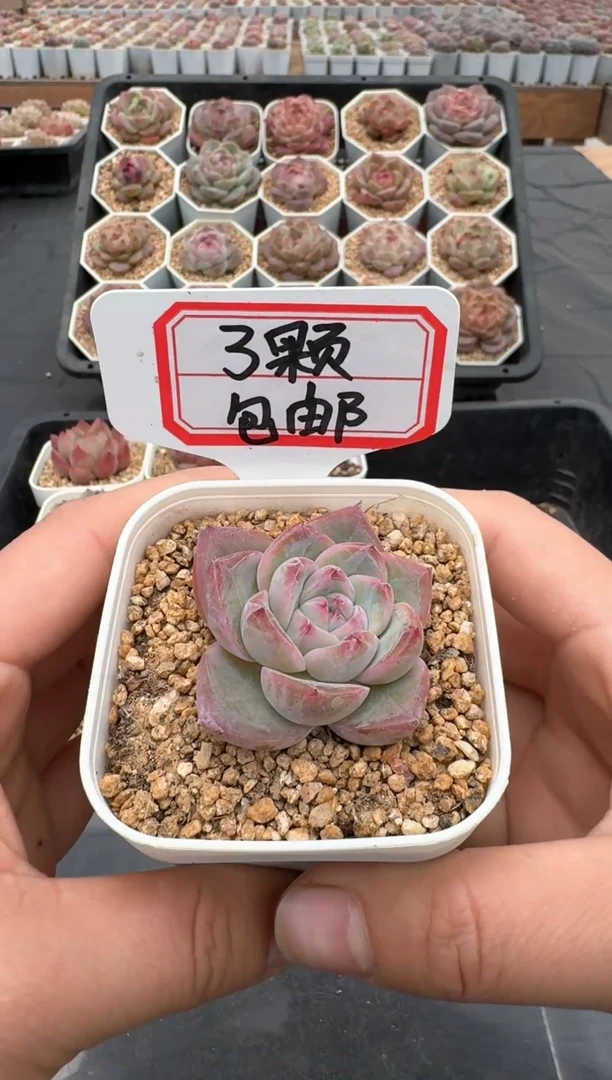 【闪购商品】640号 珍妮杂交多肉 花卉植物