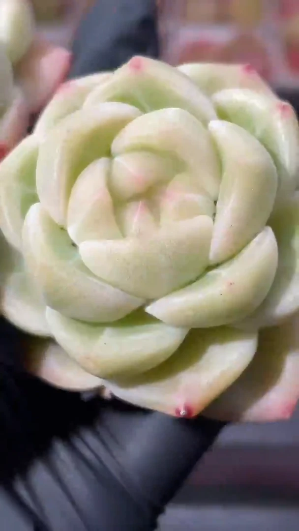 36-47 奇妙翡灯3-4厘米量拍发一颗