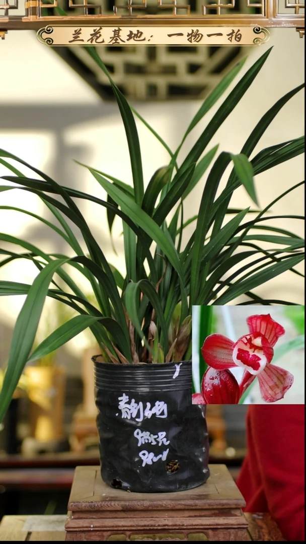 完全开放春剑红荷