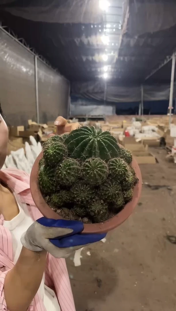 特大号浓桃筋19.99