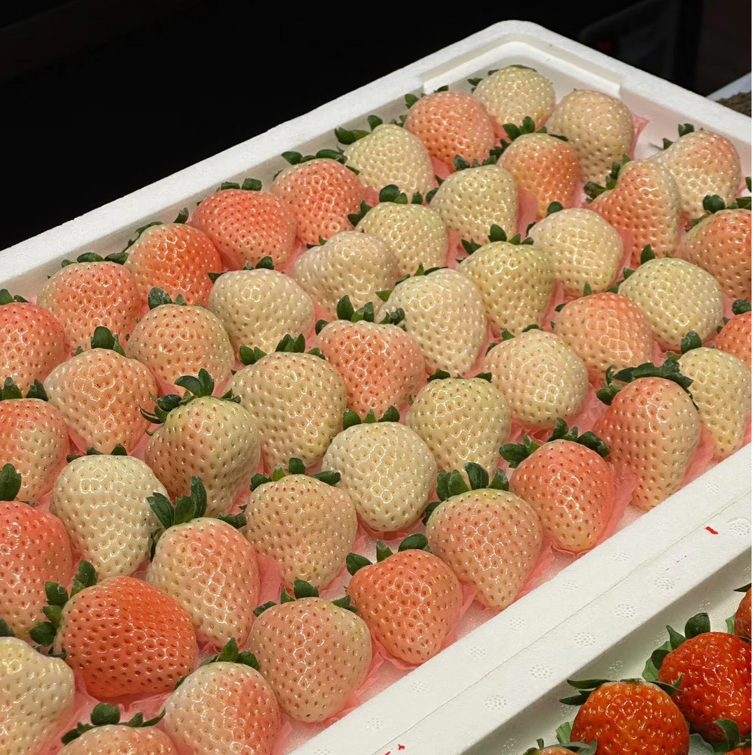【顺丰包邮】丹东九九草莓1.5斤装现摘现发