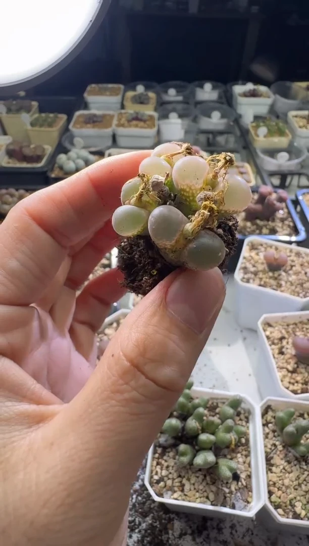 【天津专场】195多肉植物肉锥