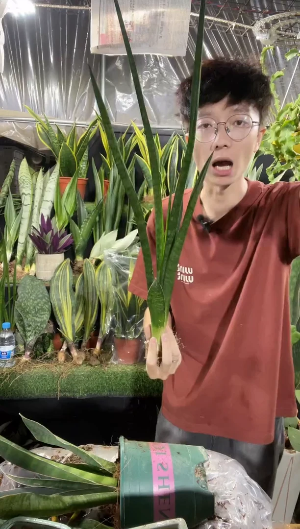 高脚矮人裸根13.8