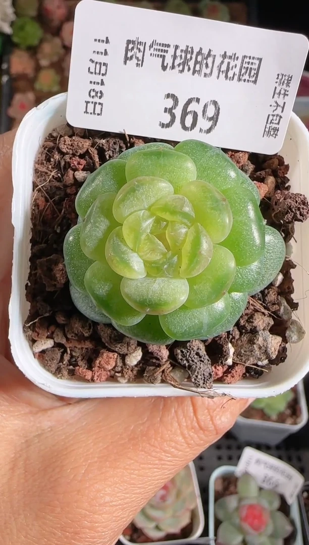 1118-369流莹群生不包整