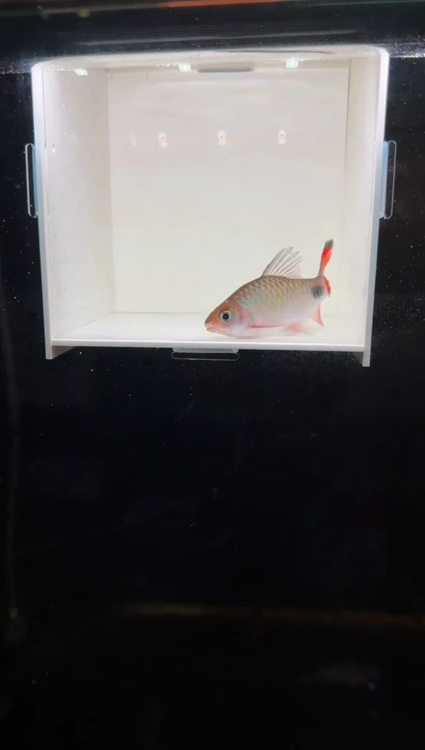 工具鱼紫红两点鲫1