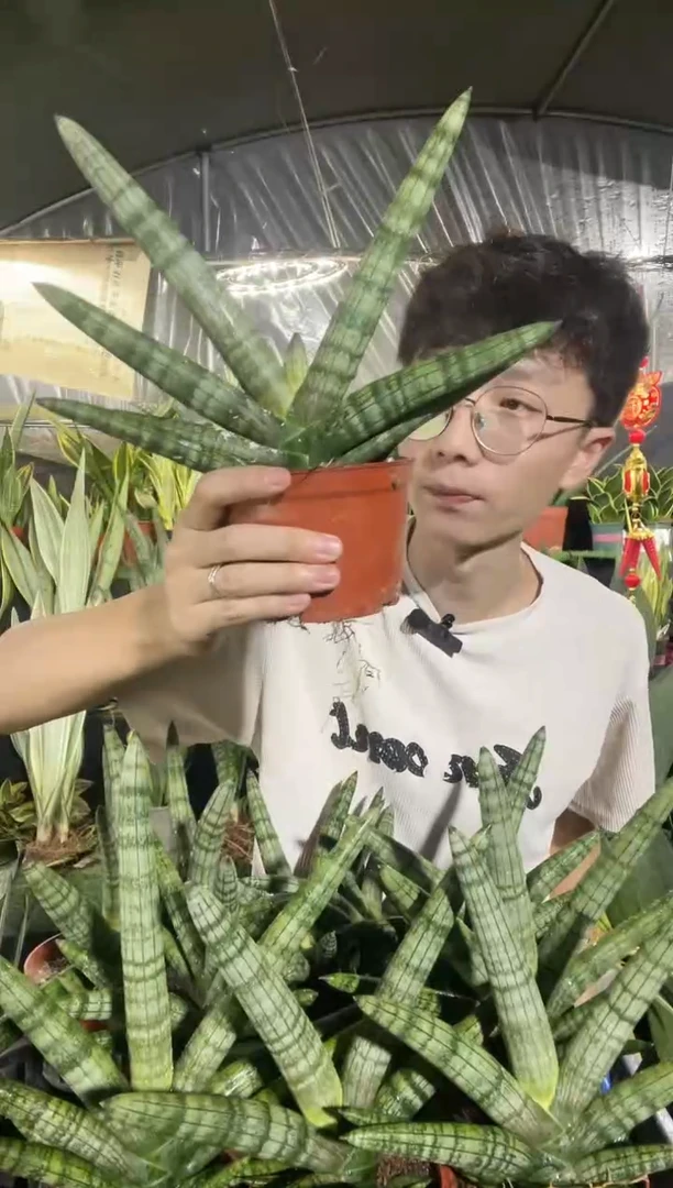 佛手兰带盆土4叶起9.99