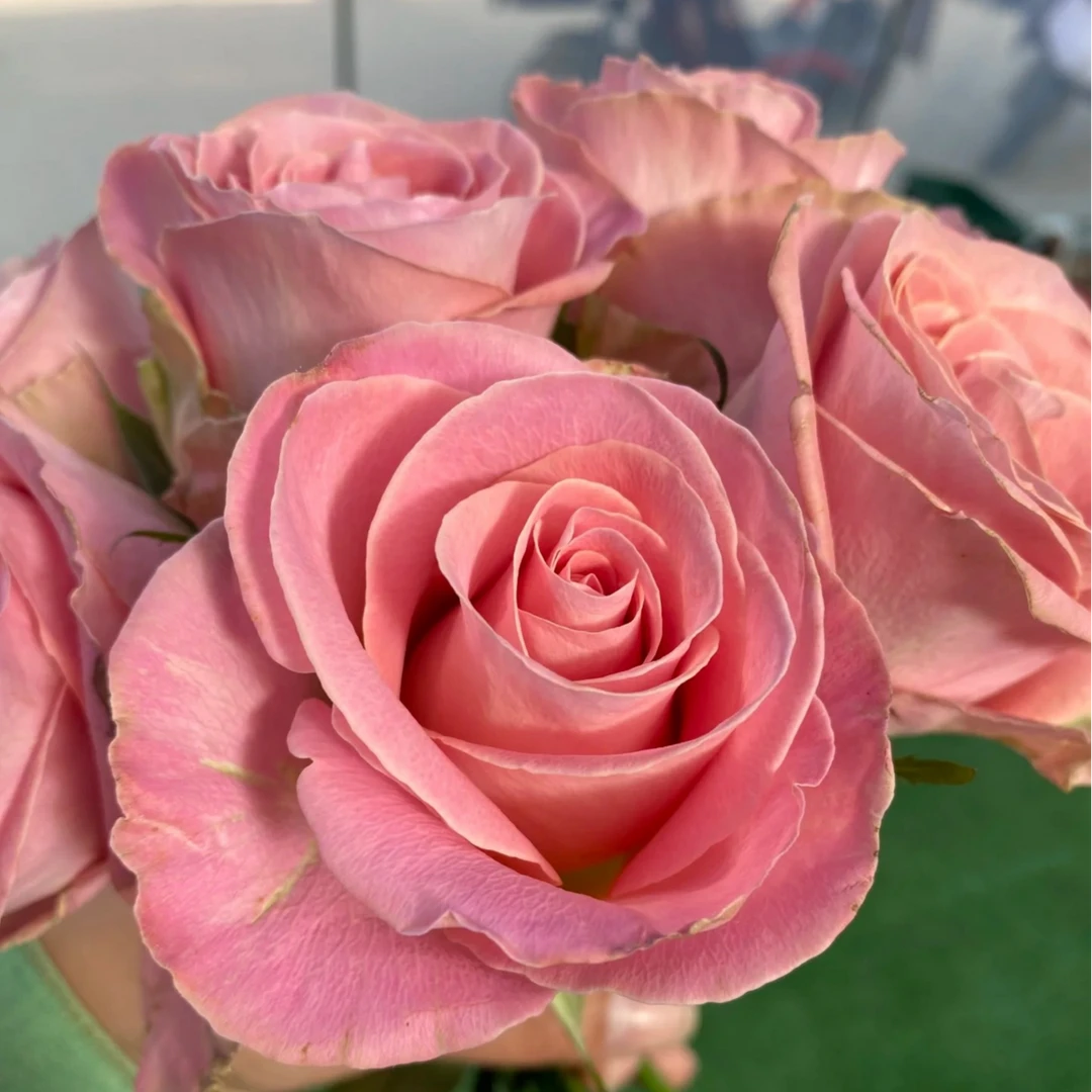 【卓昂玫瑰园】赫莫莎玫瑰四季开花大花庭院阳台切花高杯月季