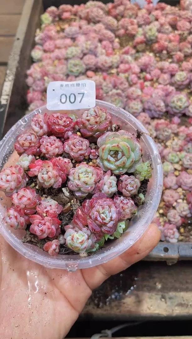 【闪购商品】007天鹅绒量拍1盒