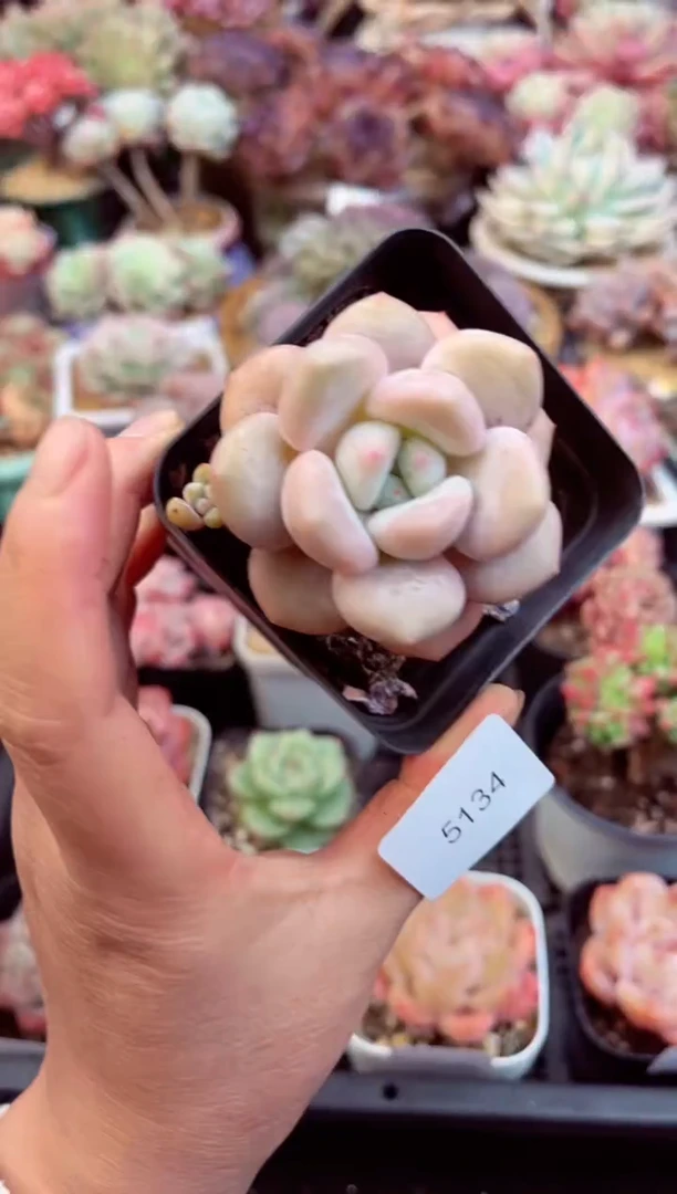 【闪购商品】5134桃橙杂多肉