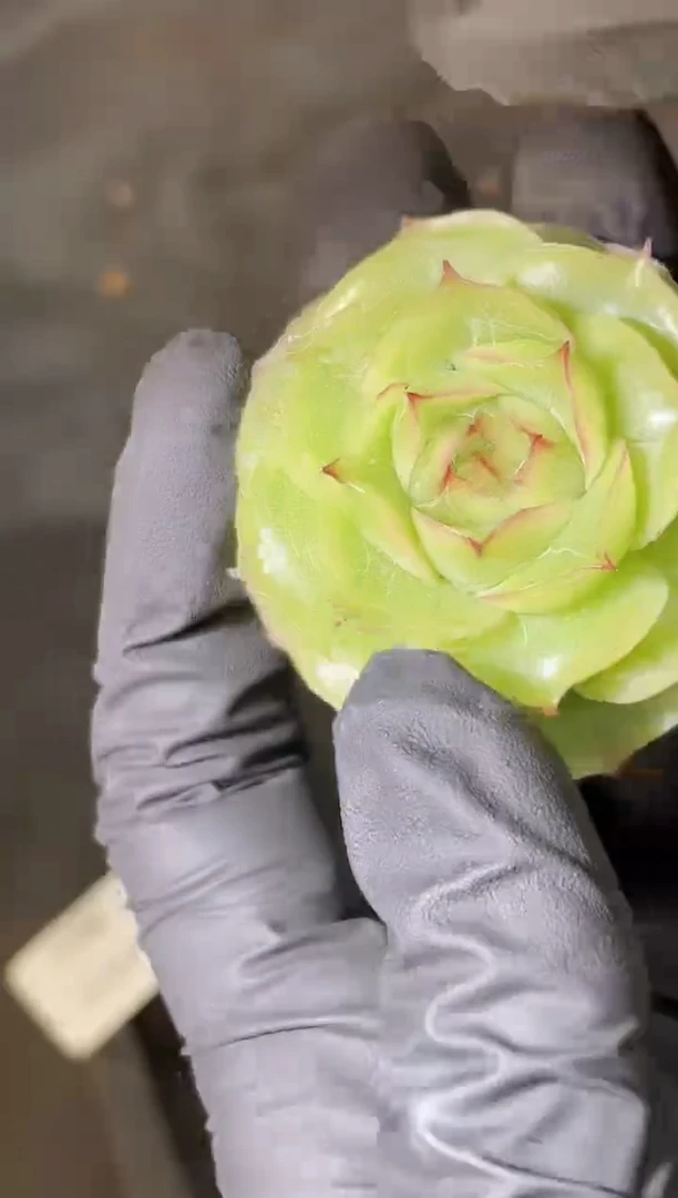 闪购2359 妖姬玫瑰4厘米 量拍发一颗