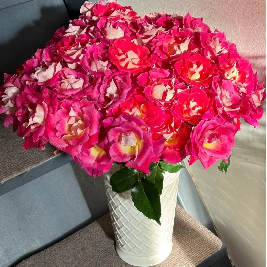 【探花甄选】繁花似锦 多头玫瑰 任意两单顺丰冷链包邮