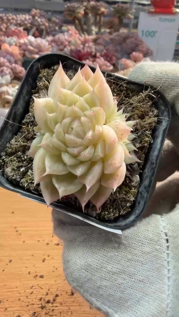 东云多肉园三店-106