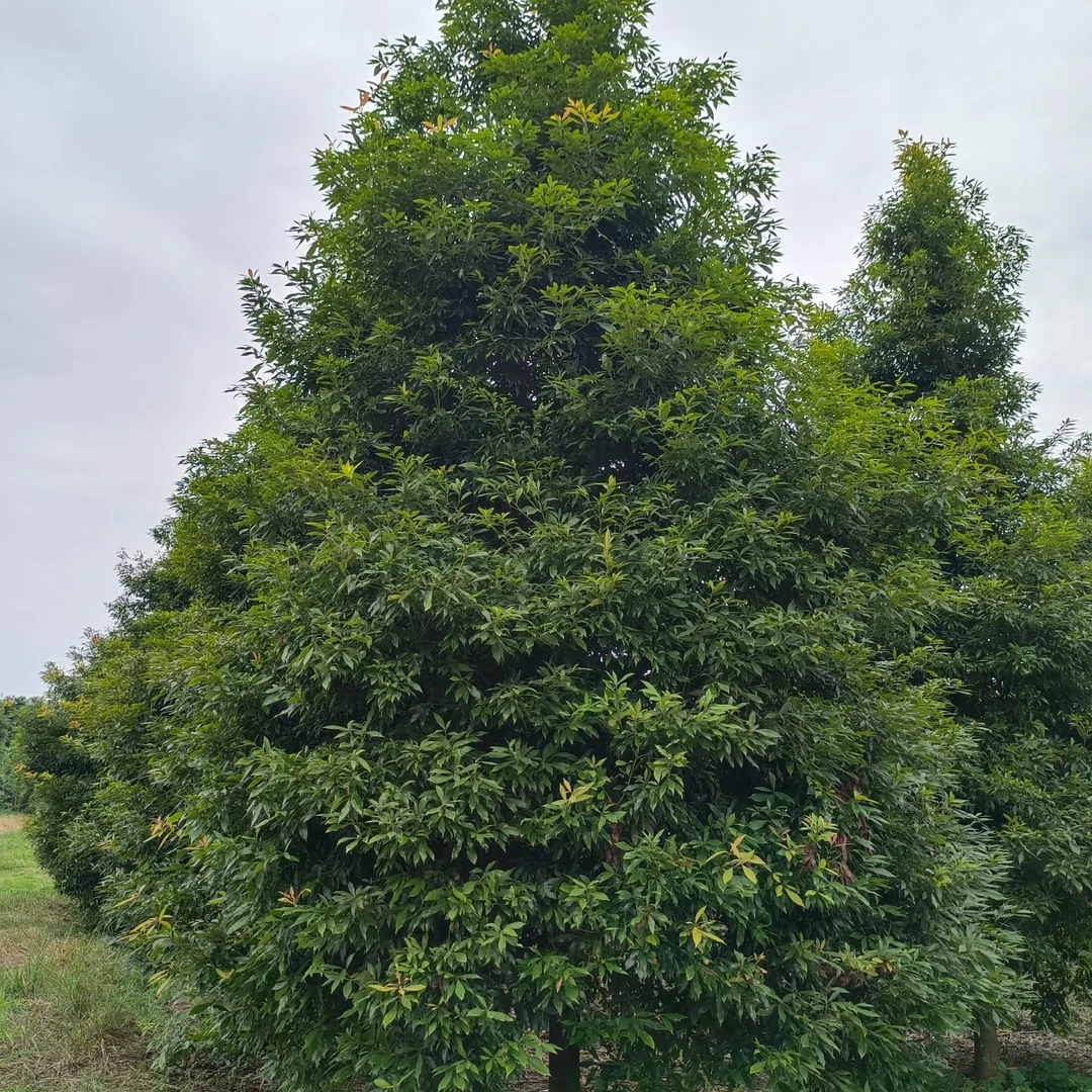 1号链接金丝楠木小叶桢楠金丝楠木树苗