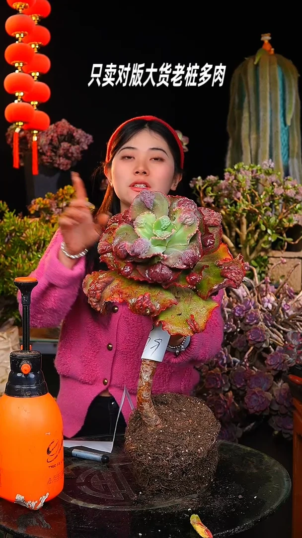 【闪购商品】42高度31冠幅大包菜29号