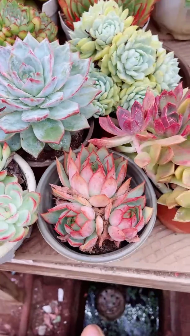 ^****^21070多肉植物一物一拍