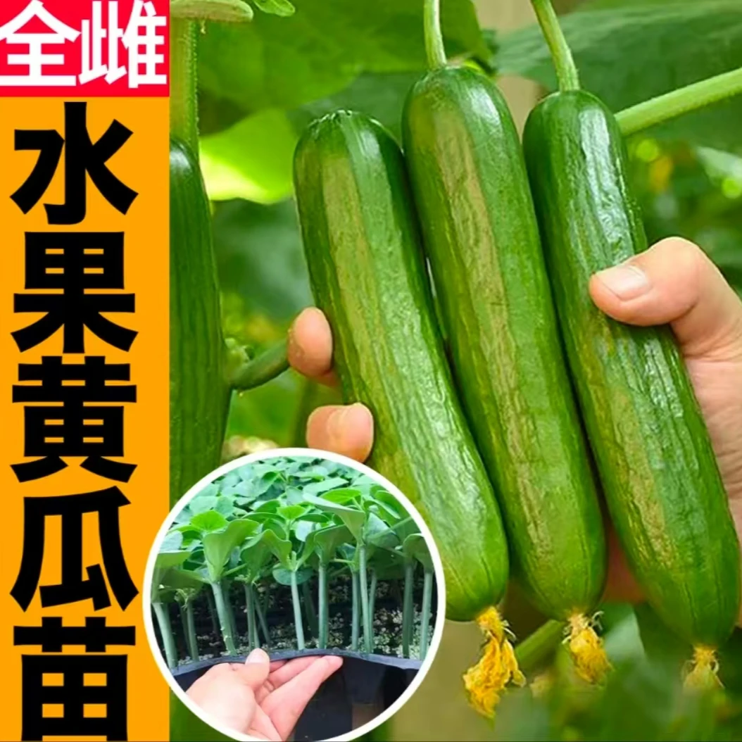 嫁接水果黄瓜苗绿植盆栽阳台小院种植可观赏食用