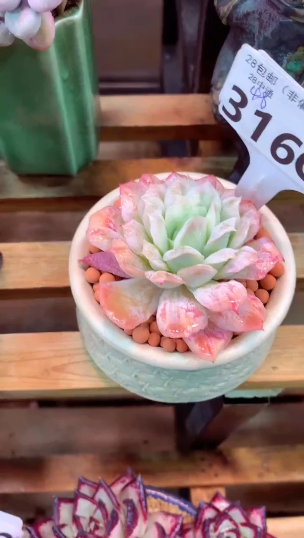 316Q（一物一拍，精品多肉，所见即所得 ）