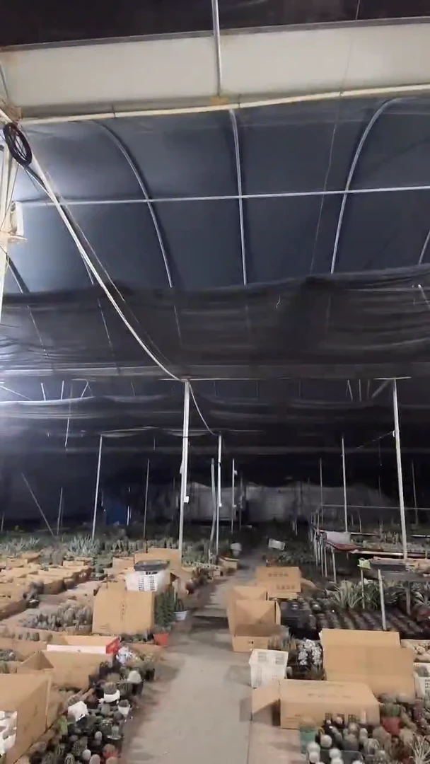 球***者实生卷刺凌波199.99