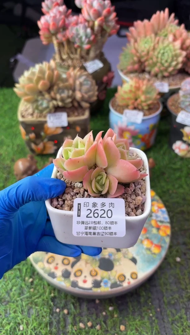 昆明印象多肉2620