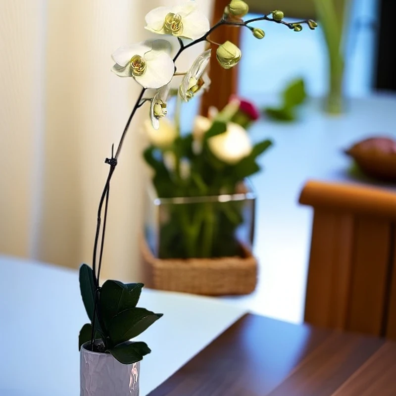 飞花|精品蝴蝶兰|绿地球|精品轻奢室内家居绿植花卉装饰