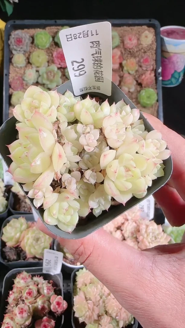 多肉1128-299群生不包整