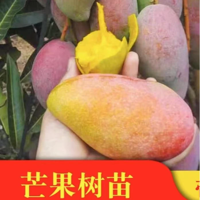 【芒果树苗】四季芒果贵妃芒果树苗阳台庭院盆栽地栽种植果树苗