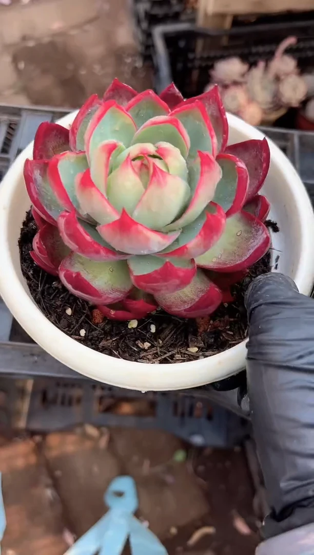 .***阳多肉植物一物一拍21270