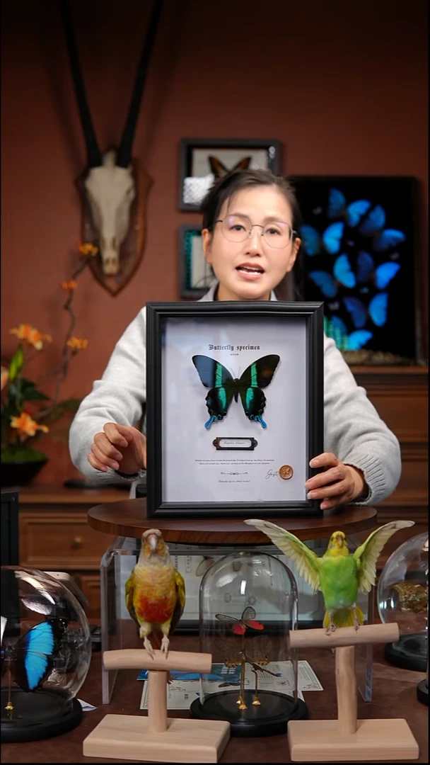 Z129      爱神凤蝶