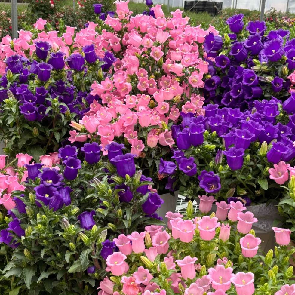 酒杯风铃160盆栽花苗 多年生 块根植物 花期长颜值高