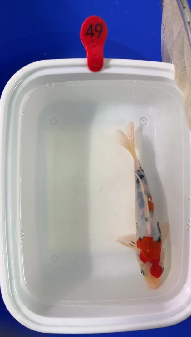 锦鲤活体二号链接