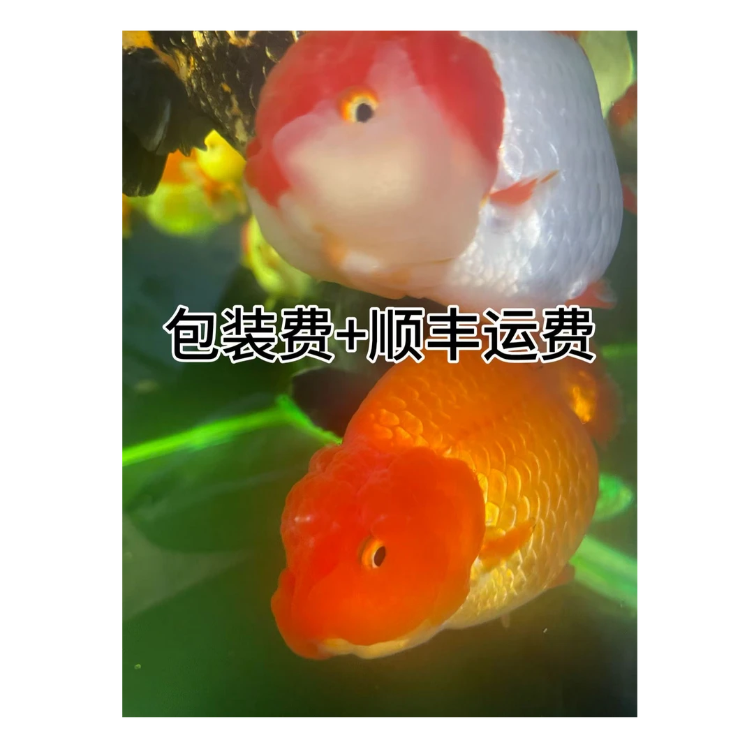 顺丰陆运发货箱保护金鱼安全到家（运费补差）养殖运输 一箱发1-3条