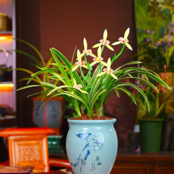 建兰叶艺兰花【金边蝶冠】带盆种好室内好养兰花盆栽