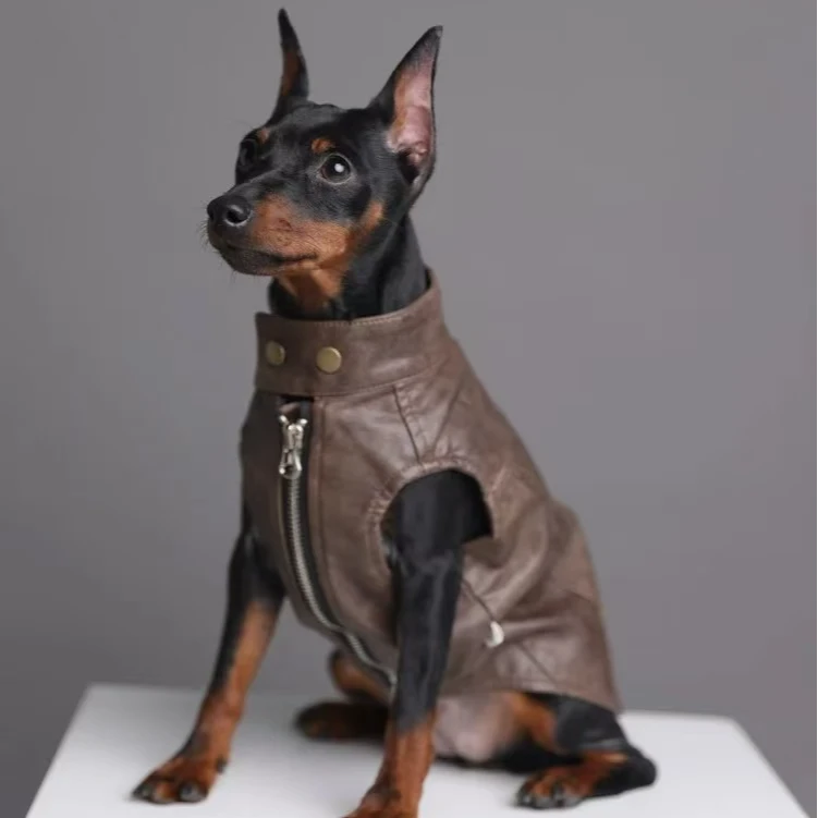 宠物狗狗国王的玩具忠臣护卫迷你杜宾犬