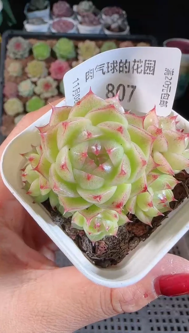 1108-807麦秆群不包整