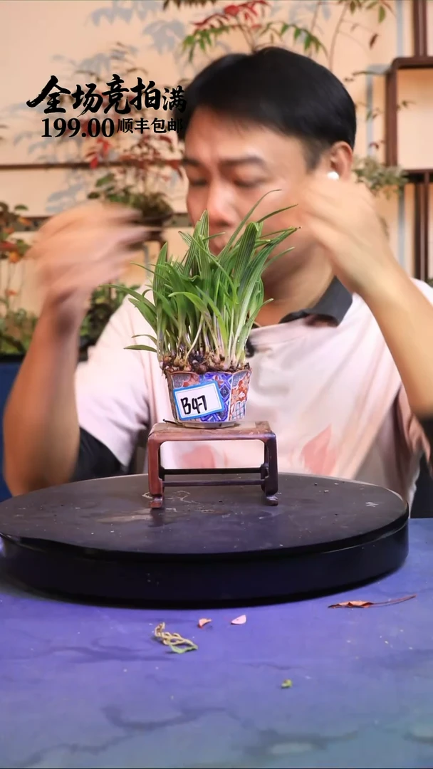 完全开放B47草本植物 顺丰到付