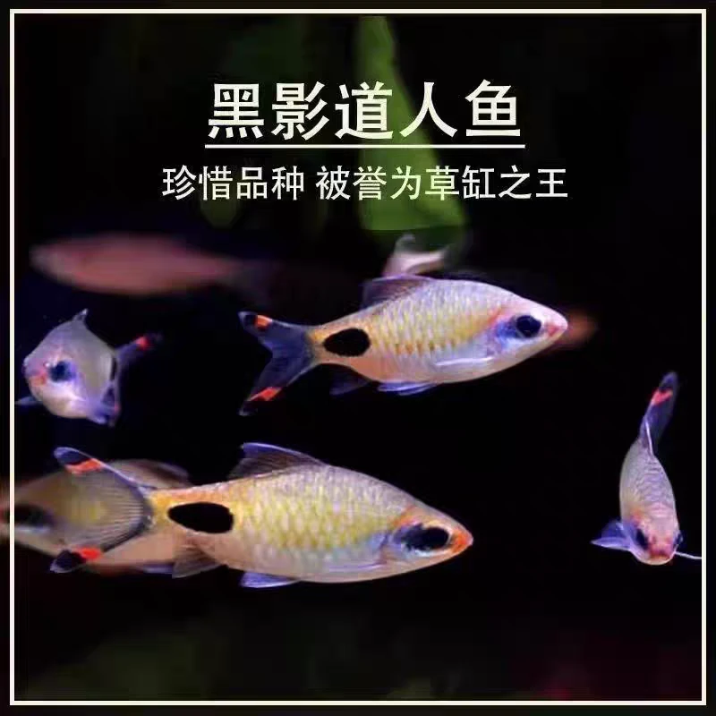 黑影道人鱼小型热带淡水观赏鱼一眉道人鱼红线蓝线黑影草缸群游鱼