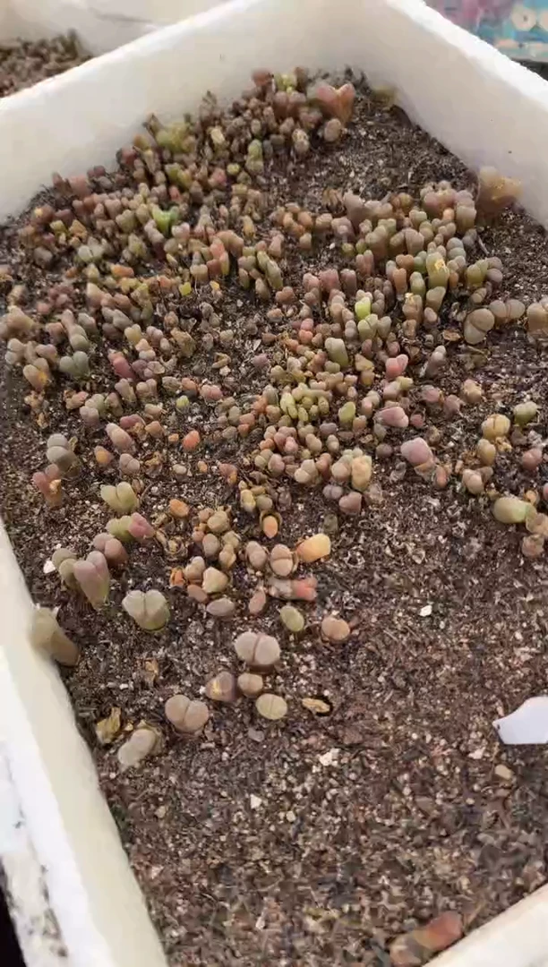 多肉植物肉锥脱土发31-193