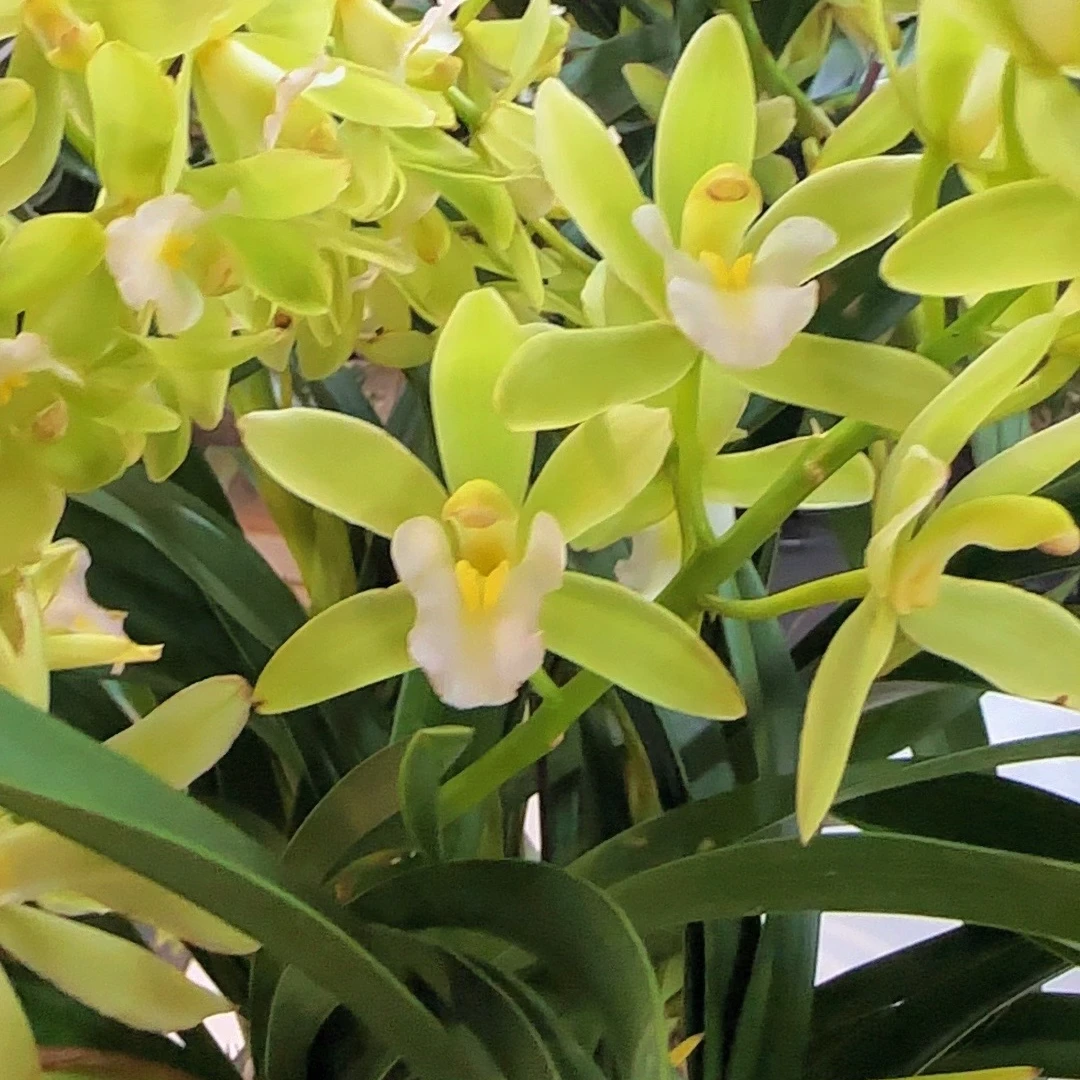 香兰2-3花剑室内盆栽易存活浓香送花盆底座肥料